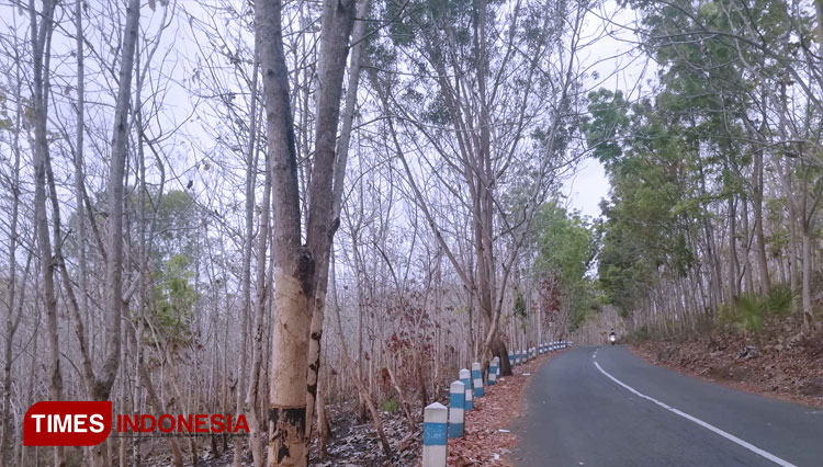 Area hutan milik Perhutani di Kabupaten Malang yang gersang ketika musim kemarau. (Foto: Binar Gumilang/TIMES Indonesia).