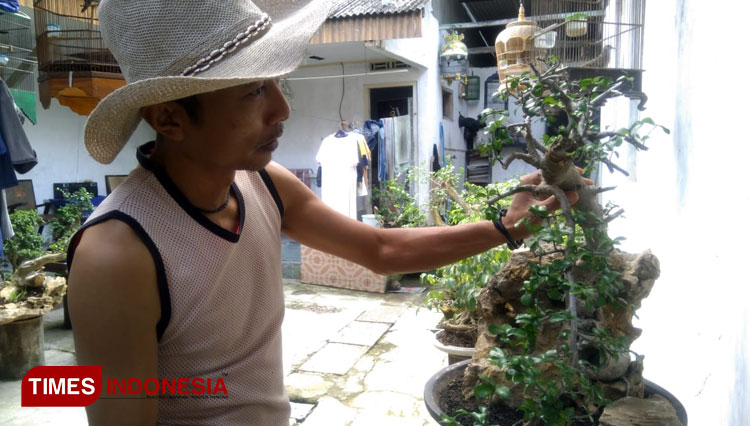 Pegiat Bonsai, Anjar saat merawat bonsai miliknya (Foto: Yusuf For TIMES Indonesia)