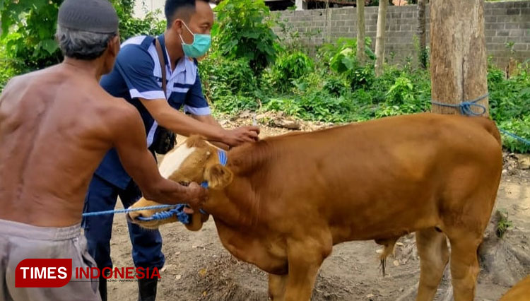 Petugas Disnakkan Kabupaten Blitar melakukan vaksinasi sapi di Kecamatan Srengat, Jum'at (11/6/2021). ( Foto: Sholeh/ TIMES Indonesia)