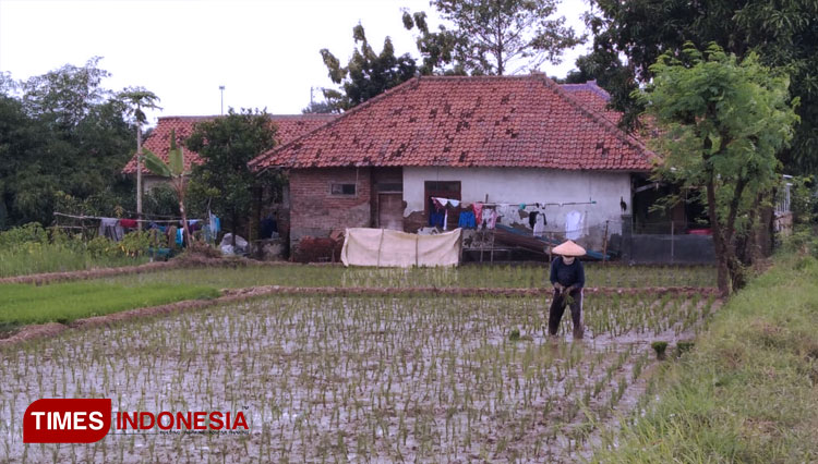 Petani di Majalengka tengah menanam padi. (FOTO: Jaja Sumarja/TIMES Indonesia)