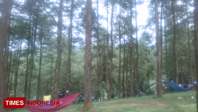 Hutan Pinus Darmacaang, Salah satu hutan di Kabupaten Ciamis, Jawa Barat (foto: Natasya/TIMES Indonesia)