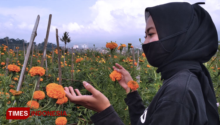Wisata Petik Bunga Pegunungan di Giripurno Kota Batu