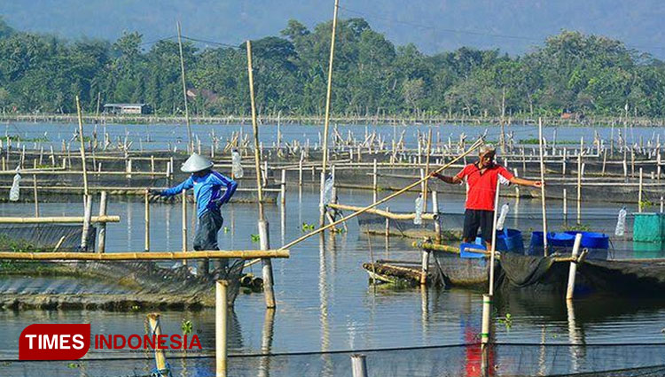 Suasana keramba ikan di Rawa Jombor Kabupaten Klaten. (FOTO: Thoni Ashari/TIMES Indonesia)