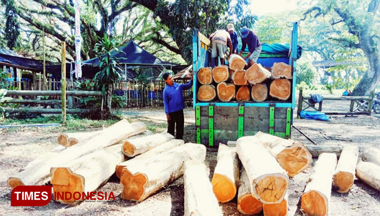 Truk bermuatan kayu jati yang diduga hasil ilegal logging di wilayah Perhutani KPH Banyuwangi Selatan. (FOTO: Agung Sedana/ TIMES Indonesia)
