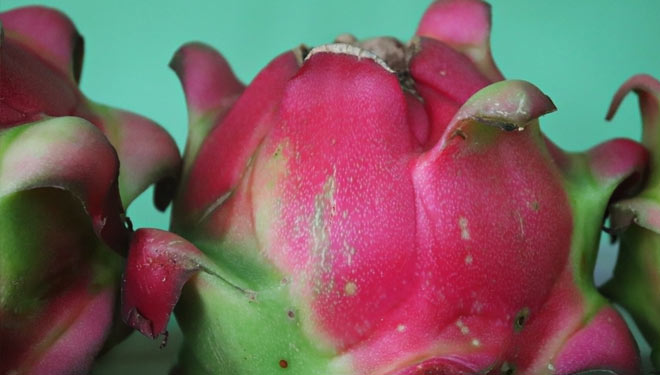 4 Manfaat Buah Naga untuk Kesehatan