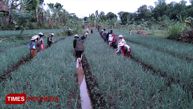 Pemuda-pemudi Dusun Tegal Arum diajak turun ke lahan pertanian bawang merah secara langsung (FOTO: Robert/TIMES Indonesia)