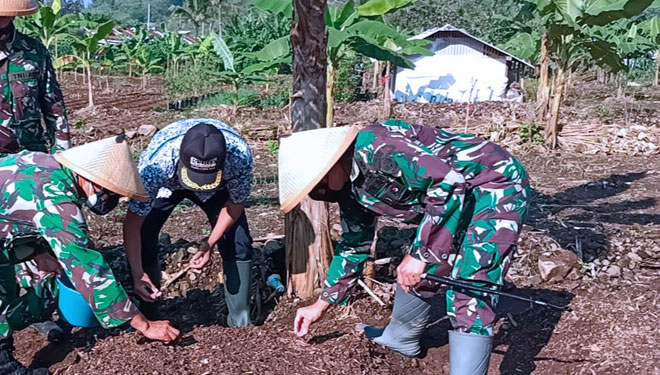 Dandim 0610 Sumedang Letkol Infanteri Zaenal Mustofa pimpin langsung kegiatan penanaman jagung hibrida di Cimalaka (FOTO: Pendim 0610 for TIMES Insonesia)