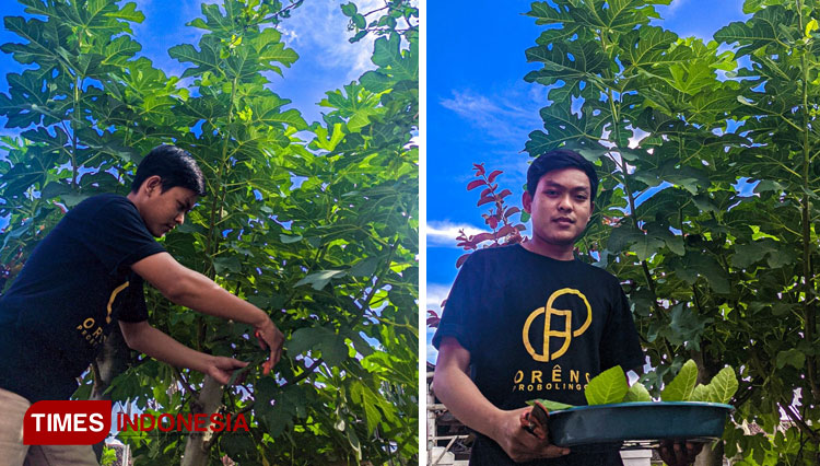 Petani Milenial Probolinggo Sulap Daun Tin Menjadi Teh Herbal