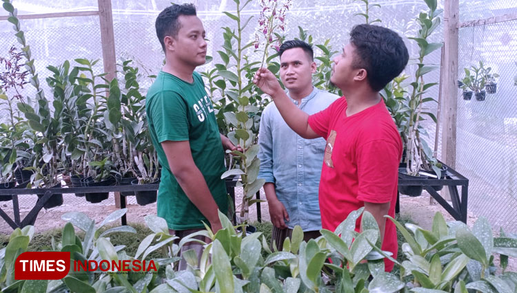 Bunga Anggrek