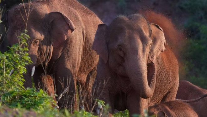 Kawanan gajah yang terancam punah di China benar-benar membuat para ilmuwan tercengang secara global. (FOTO: BBC/Reuters)