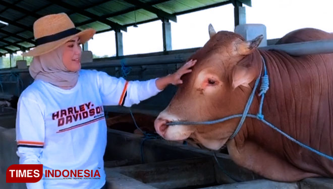 Jelang Hari Raya Idul Adha Peternak Sapi Di Ponorogo Banjir Pesanan