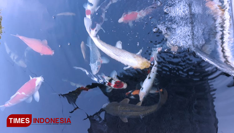 The beautiful Koi fish at Kampung Koi Jebreg Kidul Probolinggo. (Photo: Kampung Koi for TIMES Indonesia)