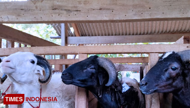 Kampung domba b