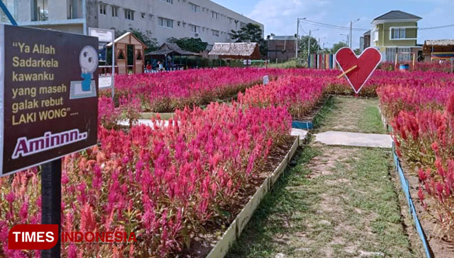 Taman Bunga Celosia Spring Hill b