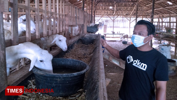 kambing-4.jpg