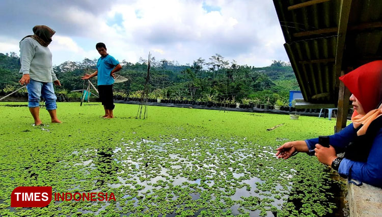 Hj Sri Ruwiyati SE MM anggota DPRD Provinsi Jateng saat mengunjungi tanaman azolla milik Isroi. (FOTO : Jatmika for TIMES Indonesia)