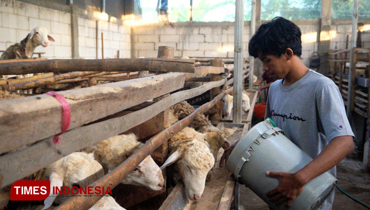 Selain Sukses dari Peternak Domba, Rizal Firmansyah Sukses dari Bisnis Pakan Ternak
