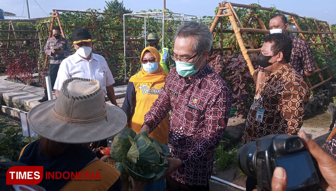  Bupati Bantul Abdul Halim Muslih memetik sawi pagoda jenis sayuran dari Jepang.  (Foto: Totok Hidayat/TIMES Indonesia)