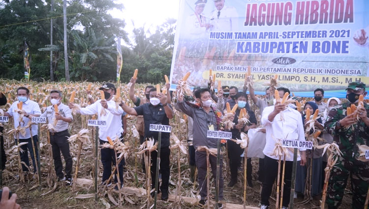 Mentan RI Syahrul Yasin Limpo melakukan panen jagung di Bone, Sulsel. (FOTO: Kementan RI)