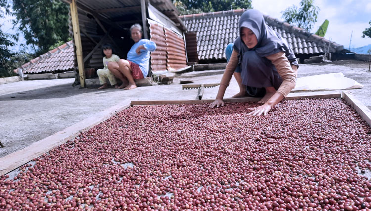 Kopi hasil panen Midin saat di Jemur, kemudian proses perendaman dan setelah diolah menjadi Kopi Tubruk Penggung (Foto: Lancur For TIMES Indonesia)