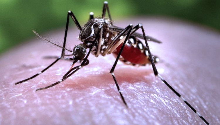 Meskipun virus ini sebagian besar disebarkan oleh nyamuk, virus ini juga dapat ditularkan secara seksual. (FOTO: BBC/SPL)
