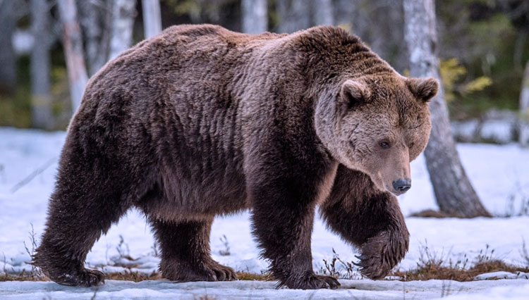 Konflik antara beruang grizzly dengan manusia sering terjadi akhir-akhir ini di wilayah rumah bagi 1000 ekor beruang di Montana.(FOTO: Dreamstime)