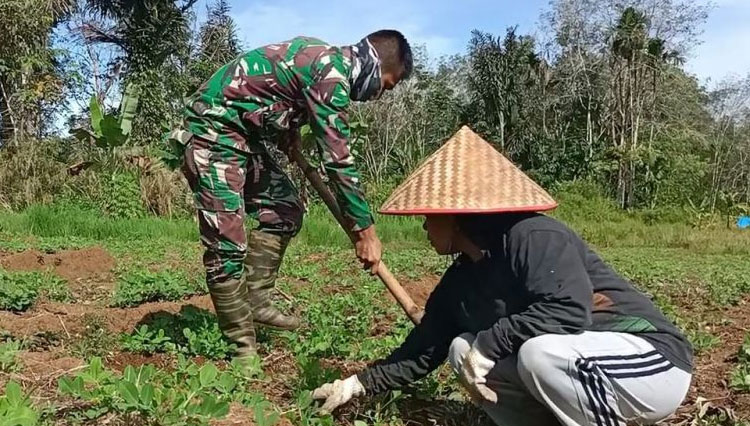 Prada Habibi satgas TMMD Kodim Tapsel membantu petani Desa Siuhom menanam Kacang Tanah.