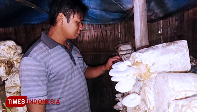 Taufiq saat menunjukkan jamur tiram yang dia budidayakan. (FOTO: M.Miftakul/TIMES Indonesia)