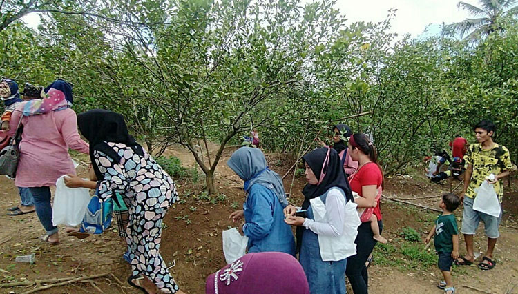 Para wisatawan yang memetik buah jeruk ladur dan mencicipi langsung dari pohonnya di Kecamatan Cidolog, Kabupaten Ciamis, Jawa Barat (foto: Dok. Soleh)