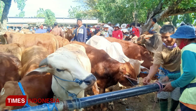 Jelang idul adha permintaan sapi di pasar hewan Ngawi meningkat. (Foto: M.Miftakul/TIMES Indonesia)Salah satu pedagang sapi di pasar hewan Ngawi saat memberikan keterangan. (Foto: M.Miftakul/TIMES Indonesia)Permintaan sapi yang tinggi, membuat harga jual 