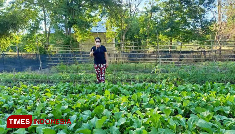 Kisah Bahagia Mantan Rektor Unkriswina Sumba Berkebun Sayur di Masa Pandemi