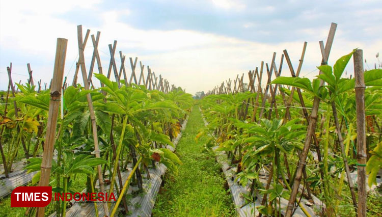 Lahan tanaman porang yang ditumpangsarikan dengan tanaman tomat di Kelurahan Kedunggaleng, Kecamatan Wonoasih, Kota Probolinggo. (Foto-foto: Dok Anas Fathullah for TIMES Indonesia)