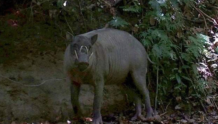 Babirusa yang tertangkap kamera di kawasan Suaka Alam Masbait, pulau Buru, Maluku. (FOTO: Kementerian Lingkungan Hidup dan Kehutanan)
