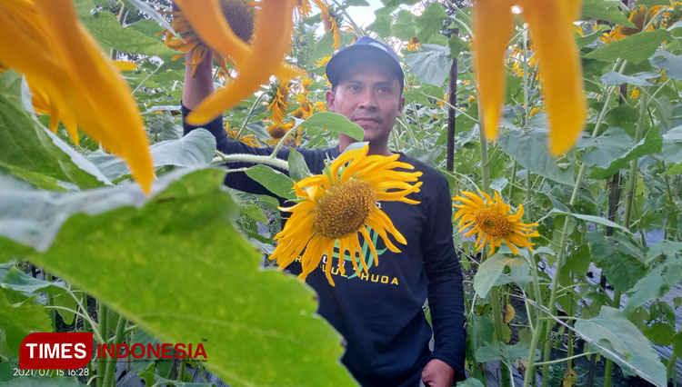 Iif Irpan petani milenium asal dari Kampung Sindangjaya, Padakembang Tasikmalaya memperlihatkan Bunga Matahari (Helianthus annuus L.) di kebun miliknya, Jumat (16/7/2021) siang (FOTO:Harniwan Obech/TIMES Indonesia)
