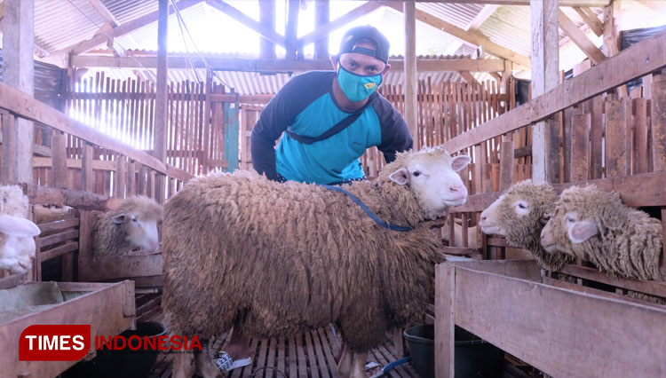 Penjual-hewan-kurban-2.jpg
