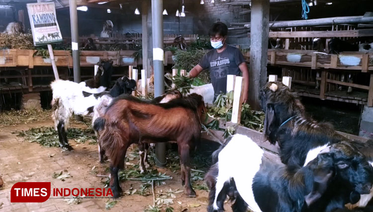 Penjual hewan kurban saat memberi makan hewan kurban (FOTO: Canda Adisurya/ TIMES Indonesia)