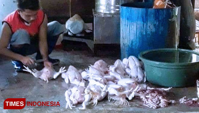 Salah satu peternak ayam di Kabupaten Pangandaran (Foto : Syamsul Ma'arif/TIMES Indonesia)