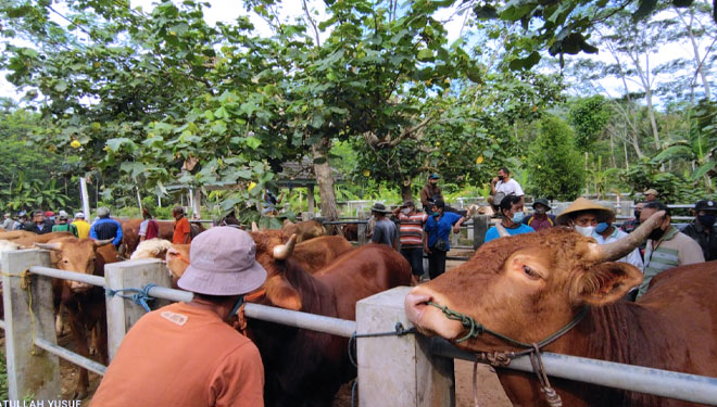 Kondisi pasar hewan di Pacitan, Jumat (16/7/2021). Para pembeli terlihat memperhat sapi yang akan mereka beli. (Foto: Yusuf For TIMES Indonesia)