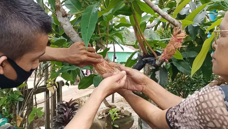 Satgas TMMD ke 111 Kodim 0212/TS saat belajar mencangkok jambu madu bersama Ibu Maya masyarakat, Desa Siuhom, Kec Angkola Barat, Kab Tapanuli Selatan