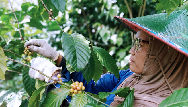 Petani Kampung Kopi Gunung Tambal saat memtik biji kopi yang berwarna merah ceri. (FOTO: Aditya Candra/TIMES Indonesia)