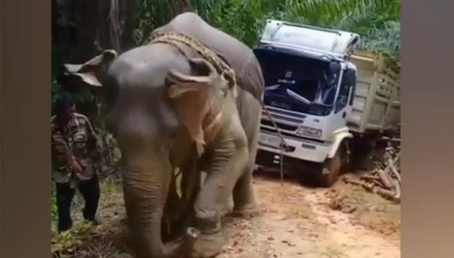 Gajah menarik truk diduga dilakukan di Myanmar (Tangkapan layar TIMES Indonesia)