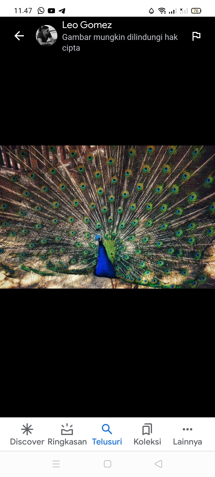 Mencabuti Bulu Burung Merak 3