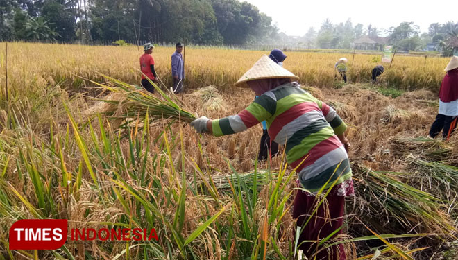 Petani di kawasan Dusun Sindanghurip, Desa Sindangmukti, Kecamatan Panumbangan, Kabupaten Ciamis, Jawa Barat sedang memanen hasil padi yang memakai Super Mineral Ge-Lite (foto: Natasya/TIMES Indonesia)