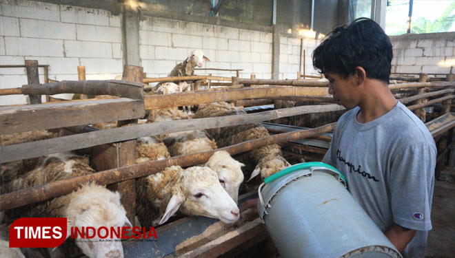 Rizal Firmansyah saat memberi makan ternaknya di Desa Sumolawang, Kecamatan Puri, Kabupaten Mojokerto. (Dok. TIMES Indonesia)