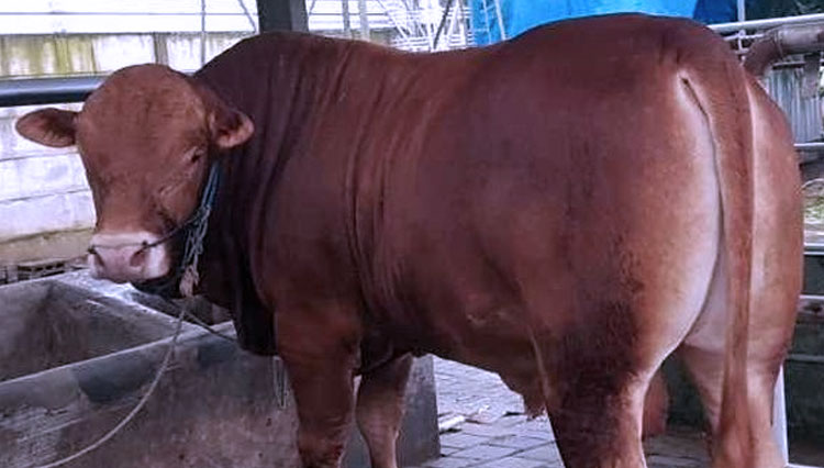 Hewan-Sapi-untuk-kurban-di-Hari-Raya-Idul-Adha.jpg