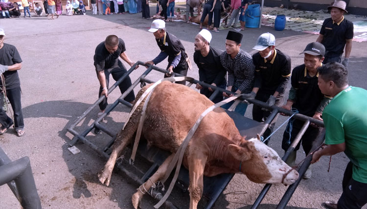 Metode-kerangkeng-untuk-penyembelihan-hewan-sapi-saat-kurban.jpg