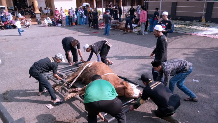 Penyembelihan hewan dengan metode kerangkeng di Ciamis (FOTO: Pondok Pesantren Miftahul Huda Utsmaniyyah Ciamis)