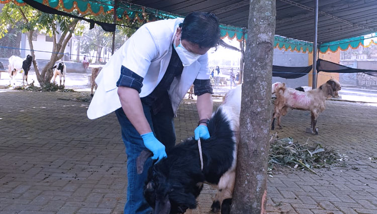 Tim dari Universitas Brawijaya mengecek hewan kurban. (Foto: Humas UB)