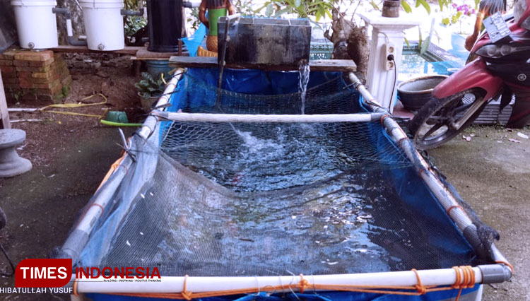 Kolam ikan Satu rumah satu kolam program Pemdes Sooka guna ketahanan pangan di masyarakat (FOTO: Yusuf For TIMES Indonesia)