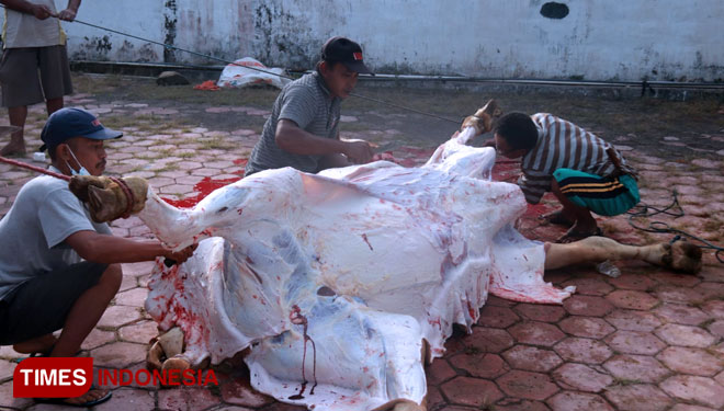 Proses pemotongan hewan kurban Keluarga Besar UIN KHAS Jember bersama warga di Jelbuk (FOTO: Moh Bahri/TIMES Indonesia)